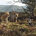 Цар Лъв с нови кадри и глобална кампания за възстановяване на лъвските популации