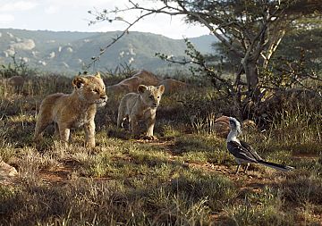 Цар Лъв с нови кадри и глобална кампания за възстановяване на лъвските популации