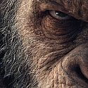 Последен трейлър на “Войната за планетата на маймуните”
